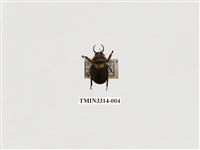 藏品(文龍角金龜)的圖片